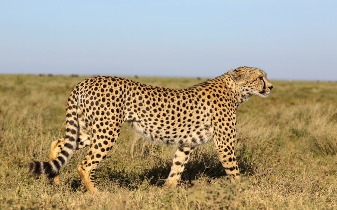 3 Days Serengeti Trails Comfort Plus
