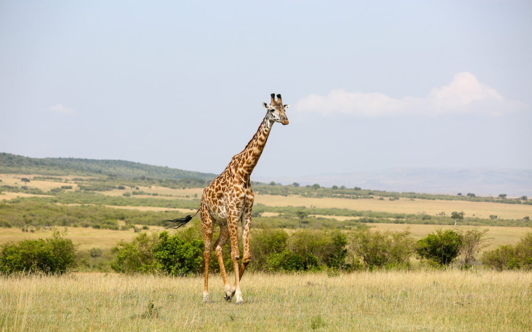 5 Days Essence of Serengeti Premium Luxury