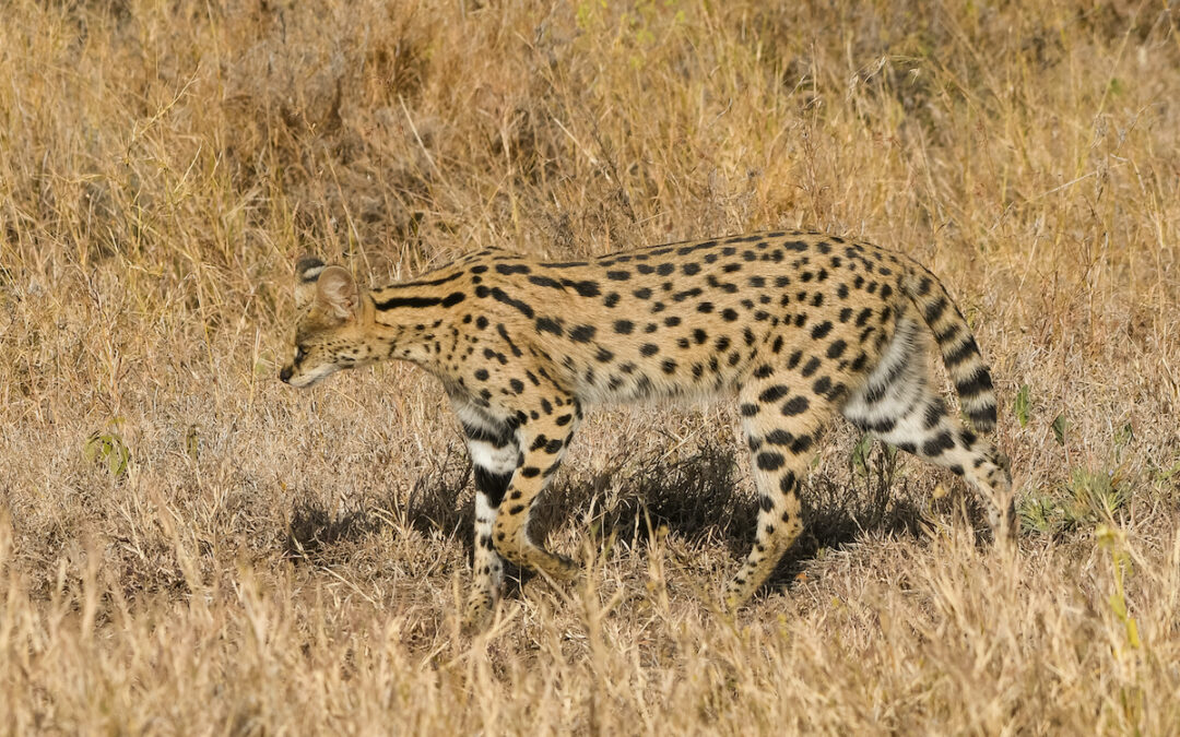 3 Days The Serengeti Trails Mid-Range