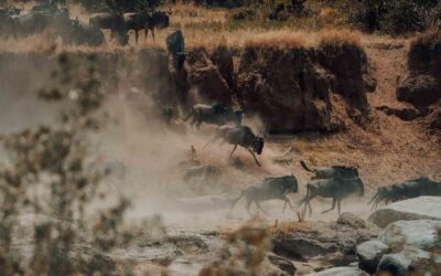 7 Days Mid July – Sept Great Migration – Exclusive