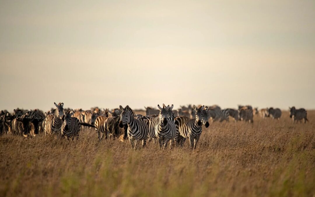 12 Days Great Migration safari and Beach Holiday