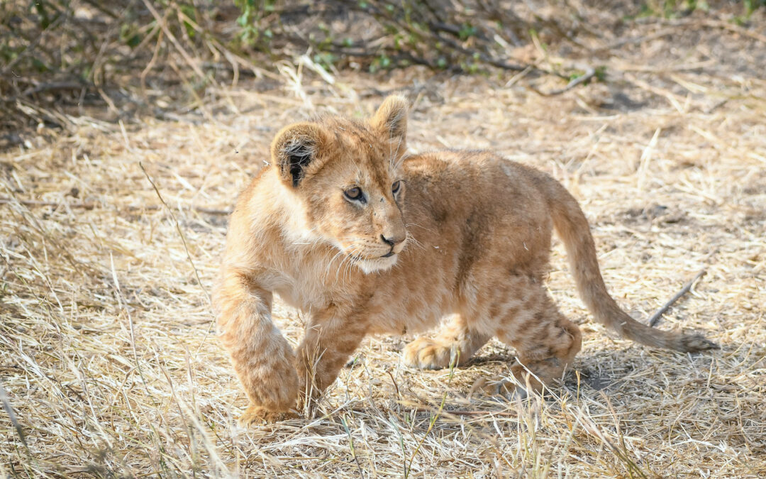 5 Days Masai Mara Trails
