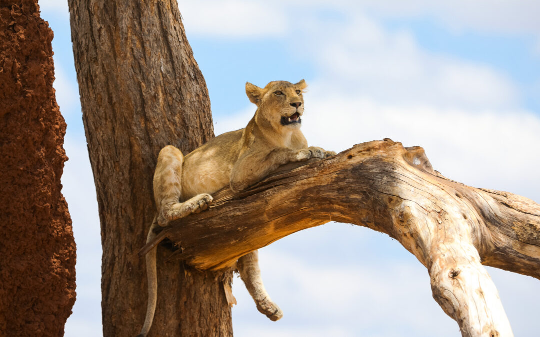 11 Days The Best of Kenya and Tanzania Exclusive