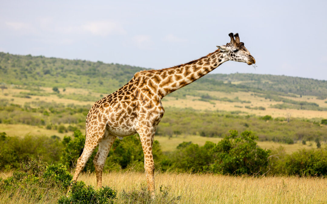 5 Days The Taste of South Africa Luxury
