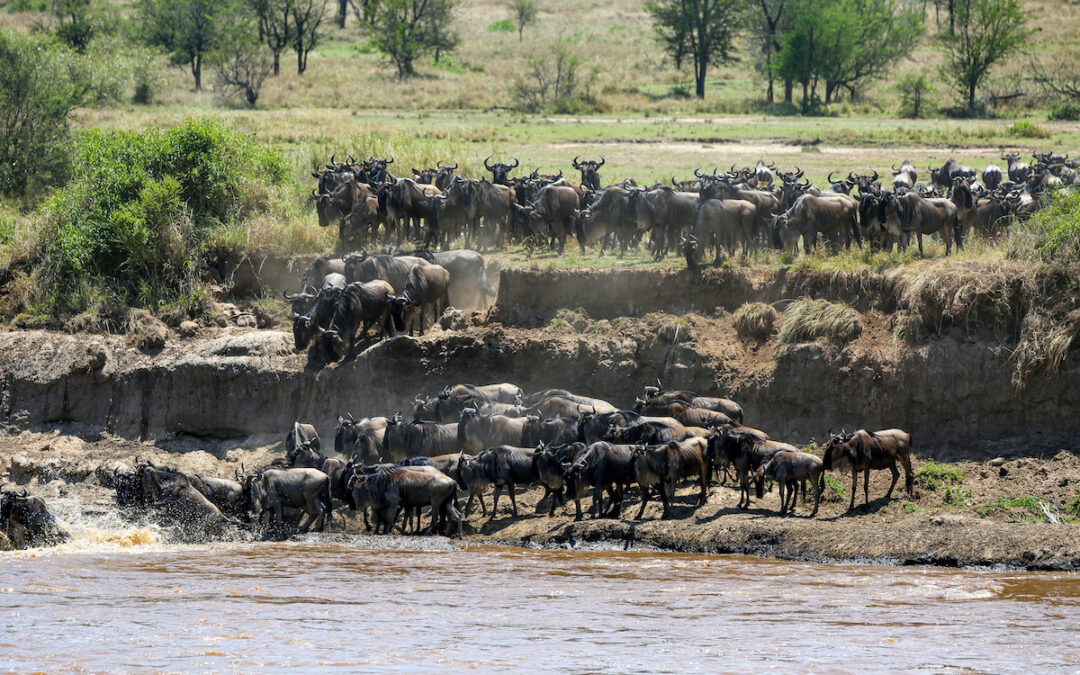 10 Days of Wilderness Wonder: Witness the Great Migration in Style- Luxury