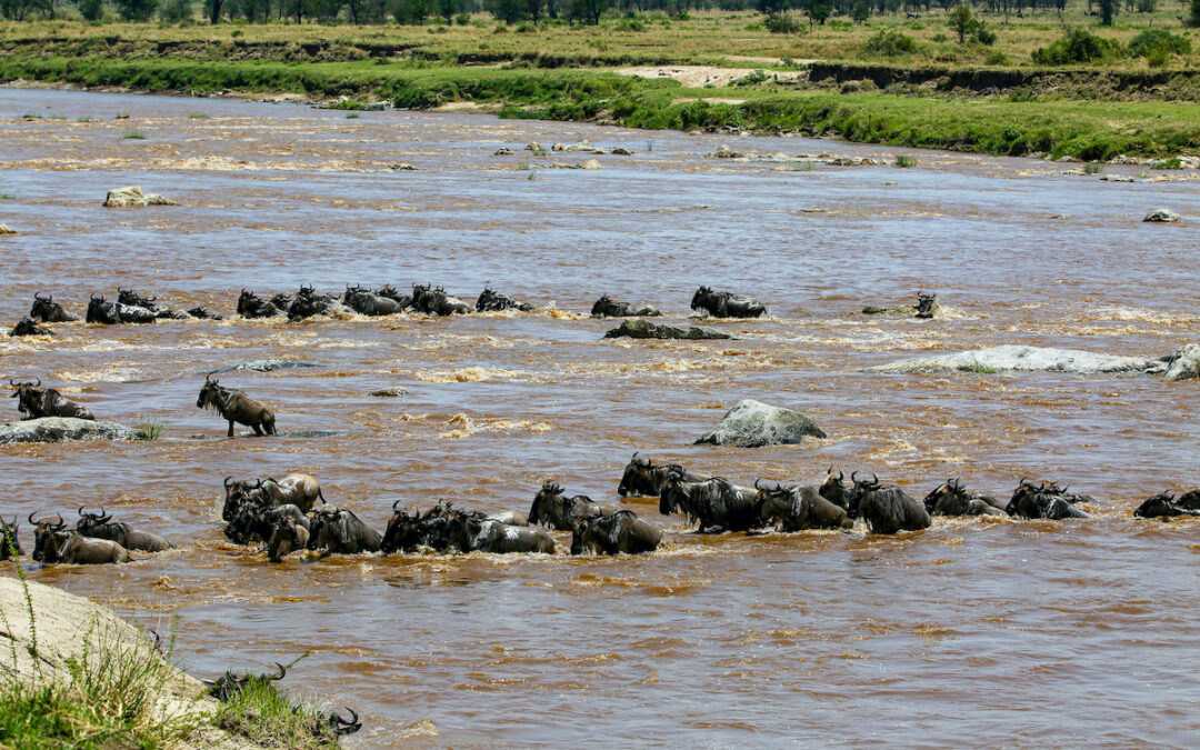 8 Days in the Wild: Witness the Miracle of Calving Season in Luxury