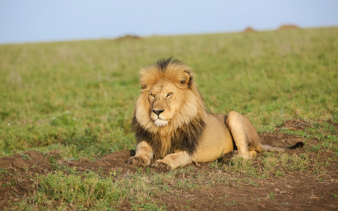 5 Days The Best of South Africa Luxury