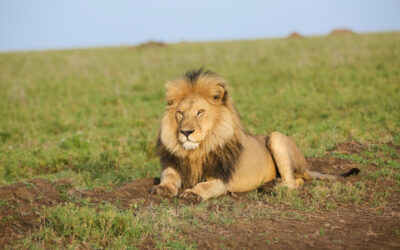 5 Days The Best of South Africa Luxury