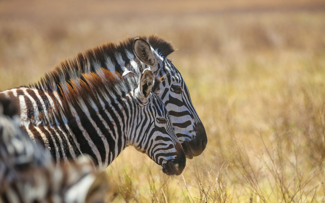 9 Days Serengeti Splendor: Great Migration Safari Experience- Exclusive