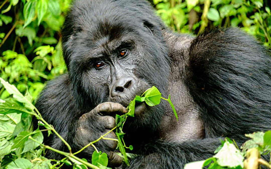 5 Days Uganda Trails Comfort Plus