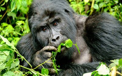 5 Days Uganda Trails Comfort Plus