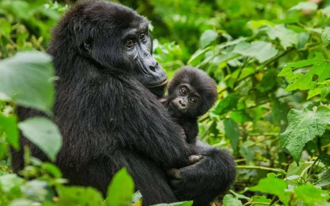 5 Days The Marvel of Chimpanzee and Gorilla