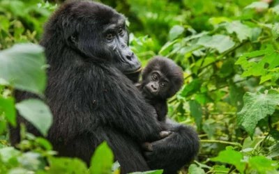 5 Days The Marvel of Chimpanzee and Gorilla