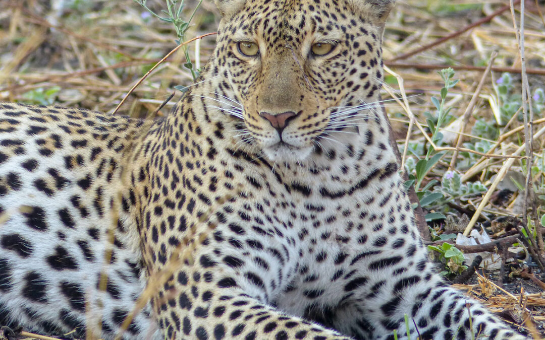 2 Days The wonder of Kruger Mid-Range