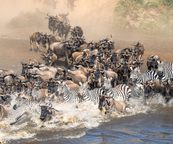 7 Days – Fly out from Grumeti– Great Migration Safaris- Comfort Plus