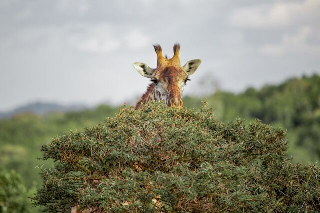Girrafe in Arusha National Park