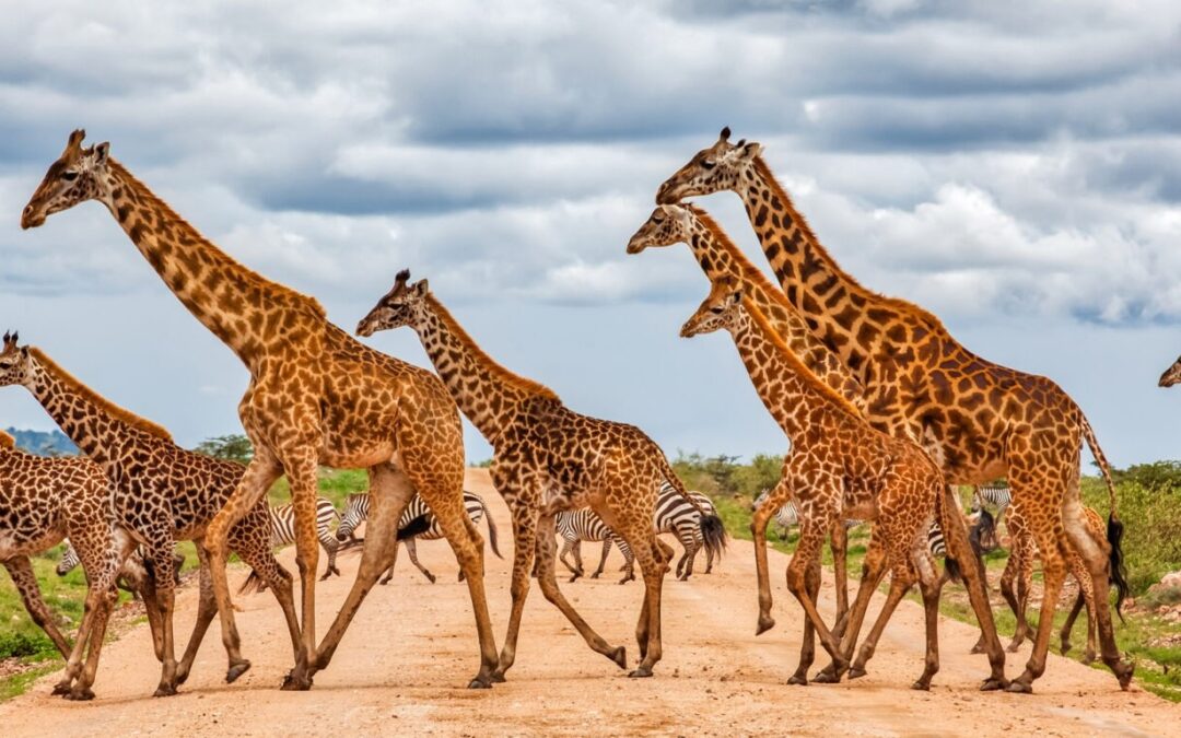 6 Days Where Families Go Wild Together – Luxury