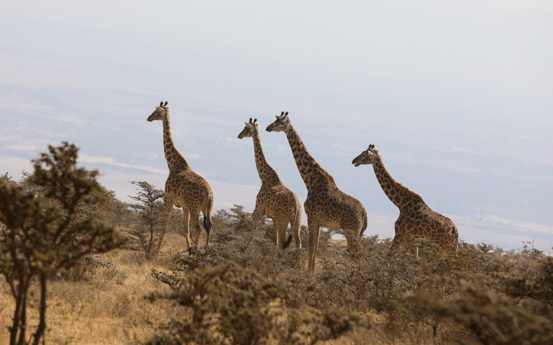 6 Days Scenic Tanzania Journey – All Inclusive