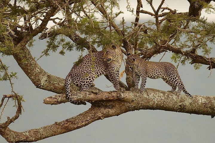 6-Day Most Favorite with 2 Night Serengeti Explorer