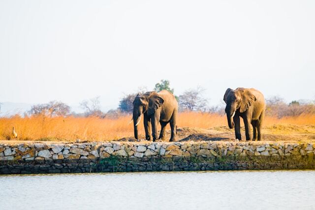 2 elephants walking in Mikumi National Park