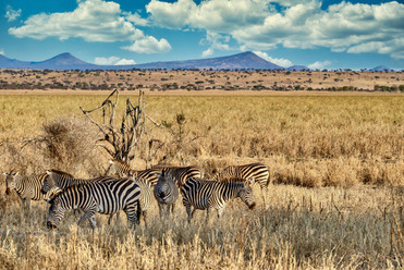 Zebras in Mkomazi National Park