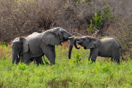 Elephants playing in Nyerere National Park